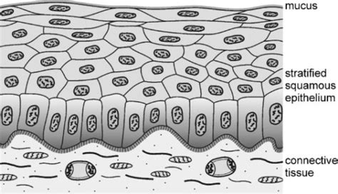 vaginal cell permeability testing|Porcine vagina ex vivo as a model for studying permeability and .